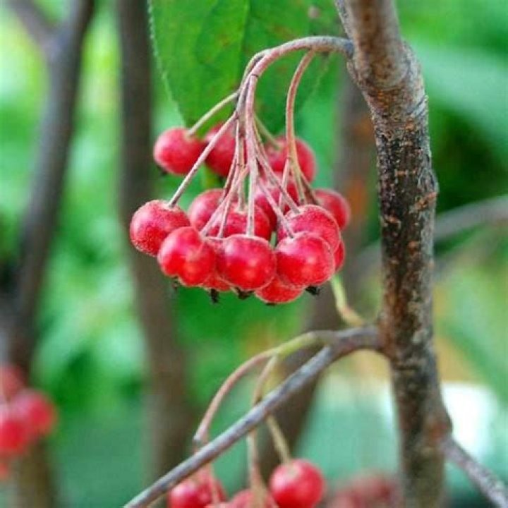 Why is it called chokeberry?