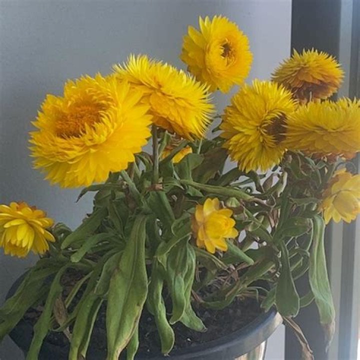 Why is my strawflower dying?