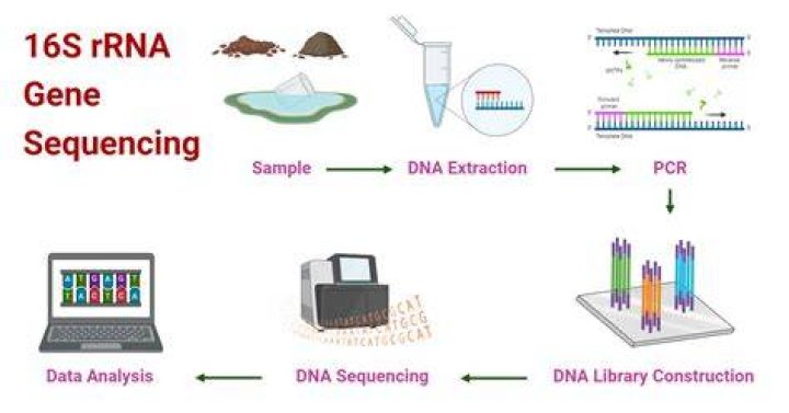 Why is rrna so suitable for determining relatedness?