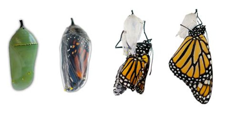 Why is the chrysalis black?