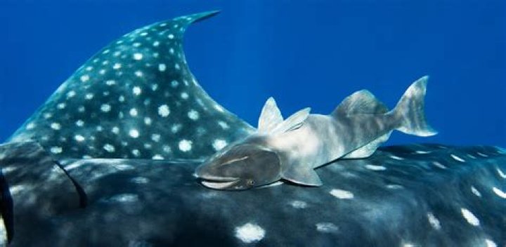 Why is the remora important?