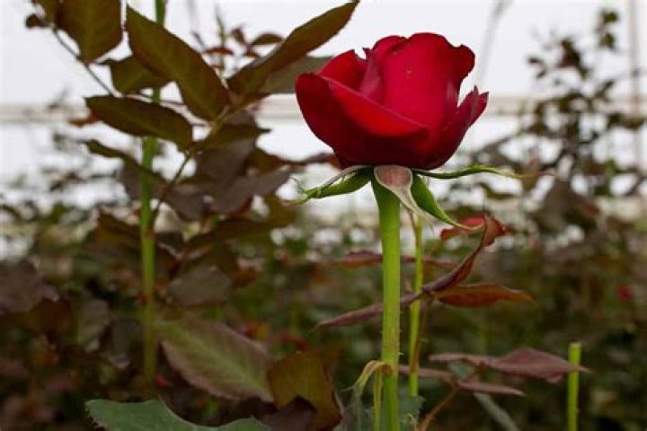 Why long stemmed rose?