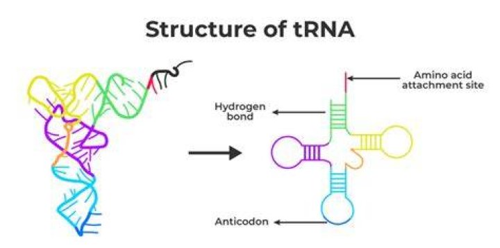 Why trna called soluble rna?