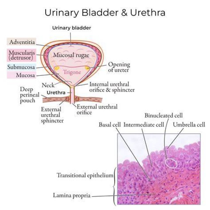 Why ureter enter bladder obliquely?