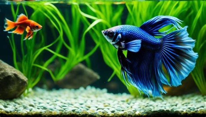 Will a betta fish kill a goldfish?