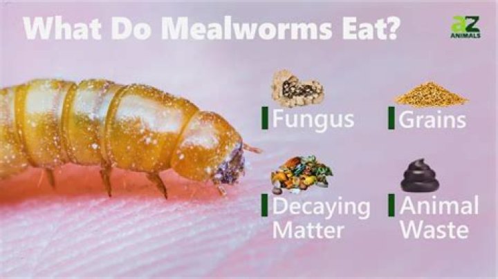 Will a mealworm eat?