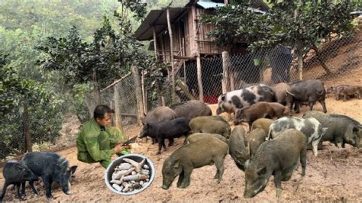 Will boars eat cloudberries?