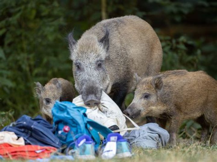 Will boars eat humans?