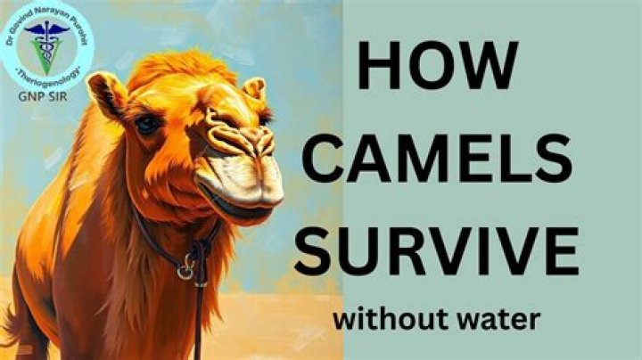 Will camel survive without water?