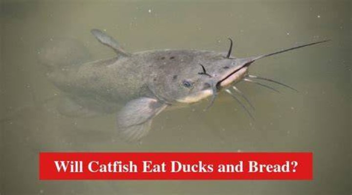 Will catfish eat bream?