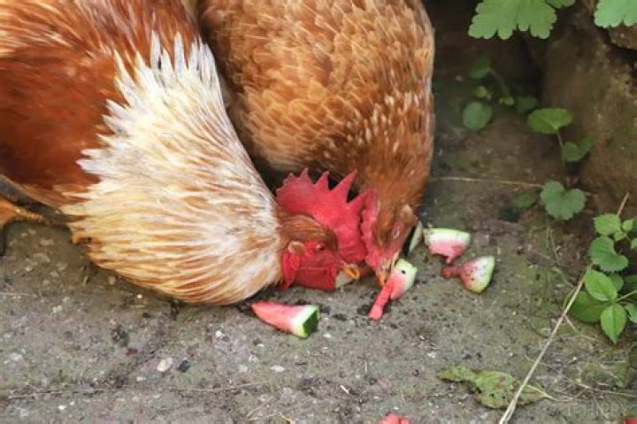 Will chickens eat crumble?