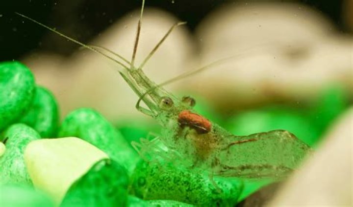 Will cichlids eat ghost shrimp?