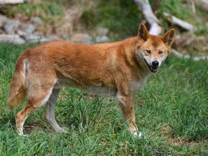 Will dingoes eat koalas?