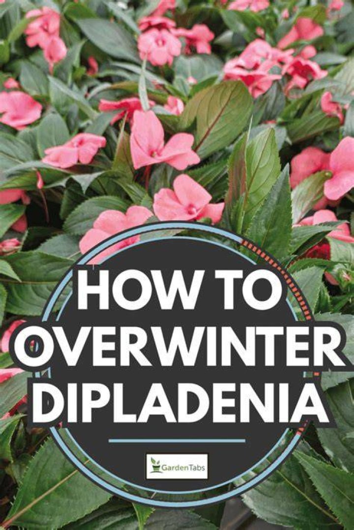 Will dipladenia survive winter?