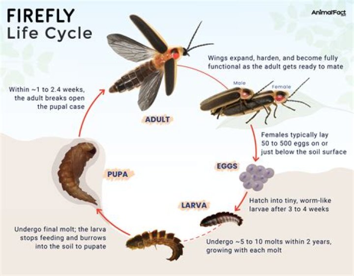 Will fireflies eat each other?