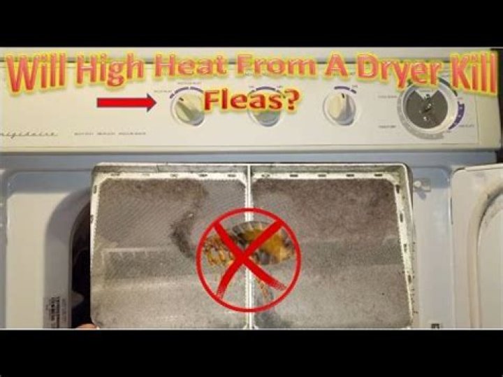 Will hot dryer kill fleas?