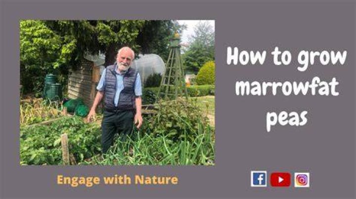 Will marrowfat peas grow?