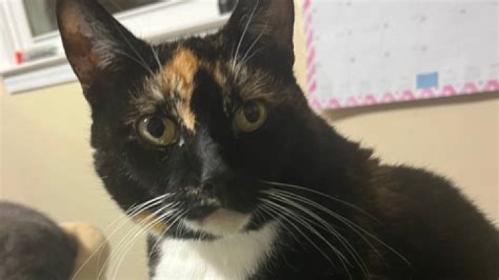 Will my cats ever get along?