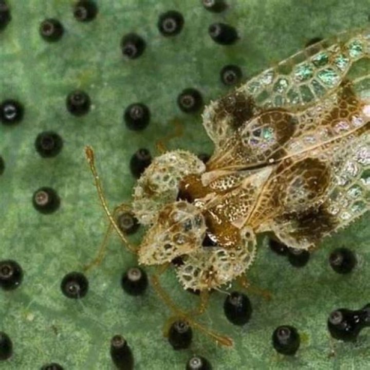 Will neem oil kill lace bugs?