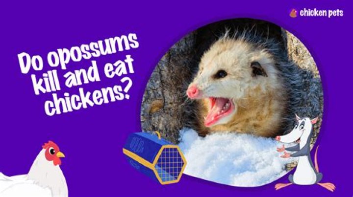 Will opossums kill chickens?