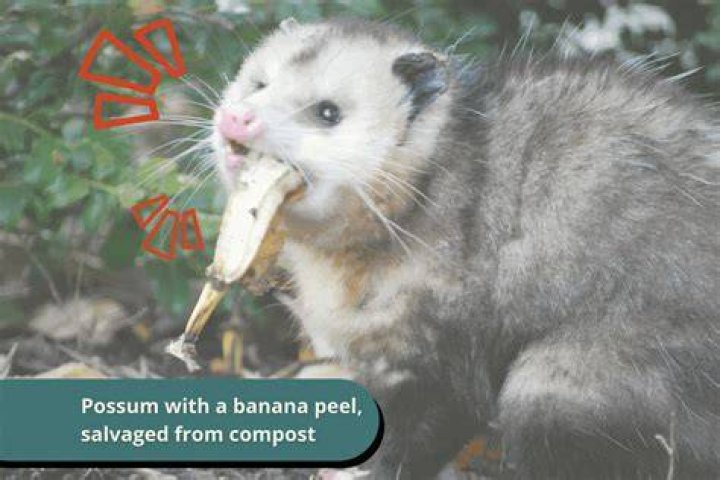 Will possums eat rat baits?
