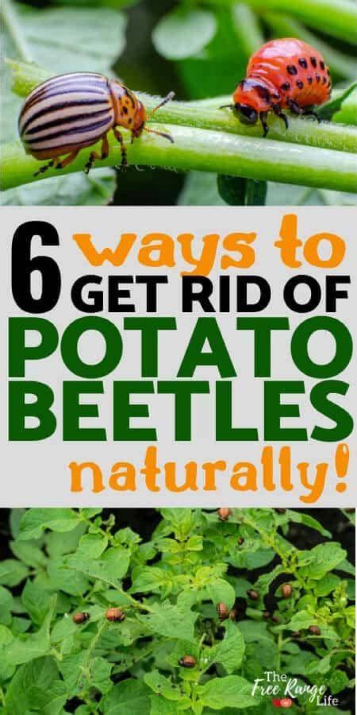 Will vinegar kill potato bugs?