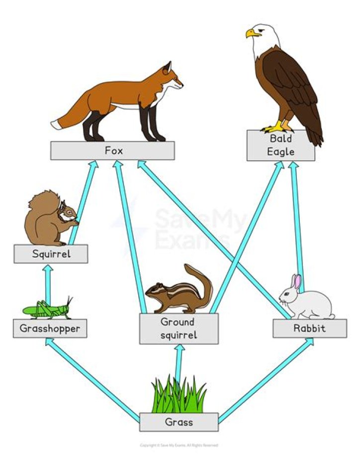 Would an eagle eat a cardinal?