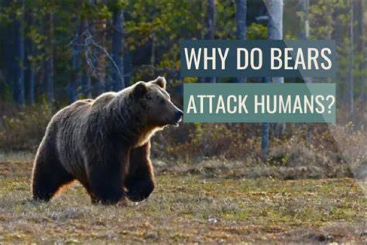 Would bears attack humans?