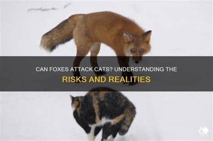 Would foxes attack cats?